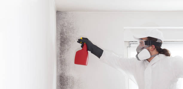 Best Local Mold Removal Service  in La Puebla, NM