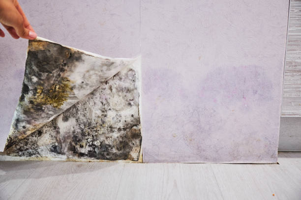 Best Attic Mold Removal  in La Puebla, NM